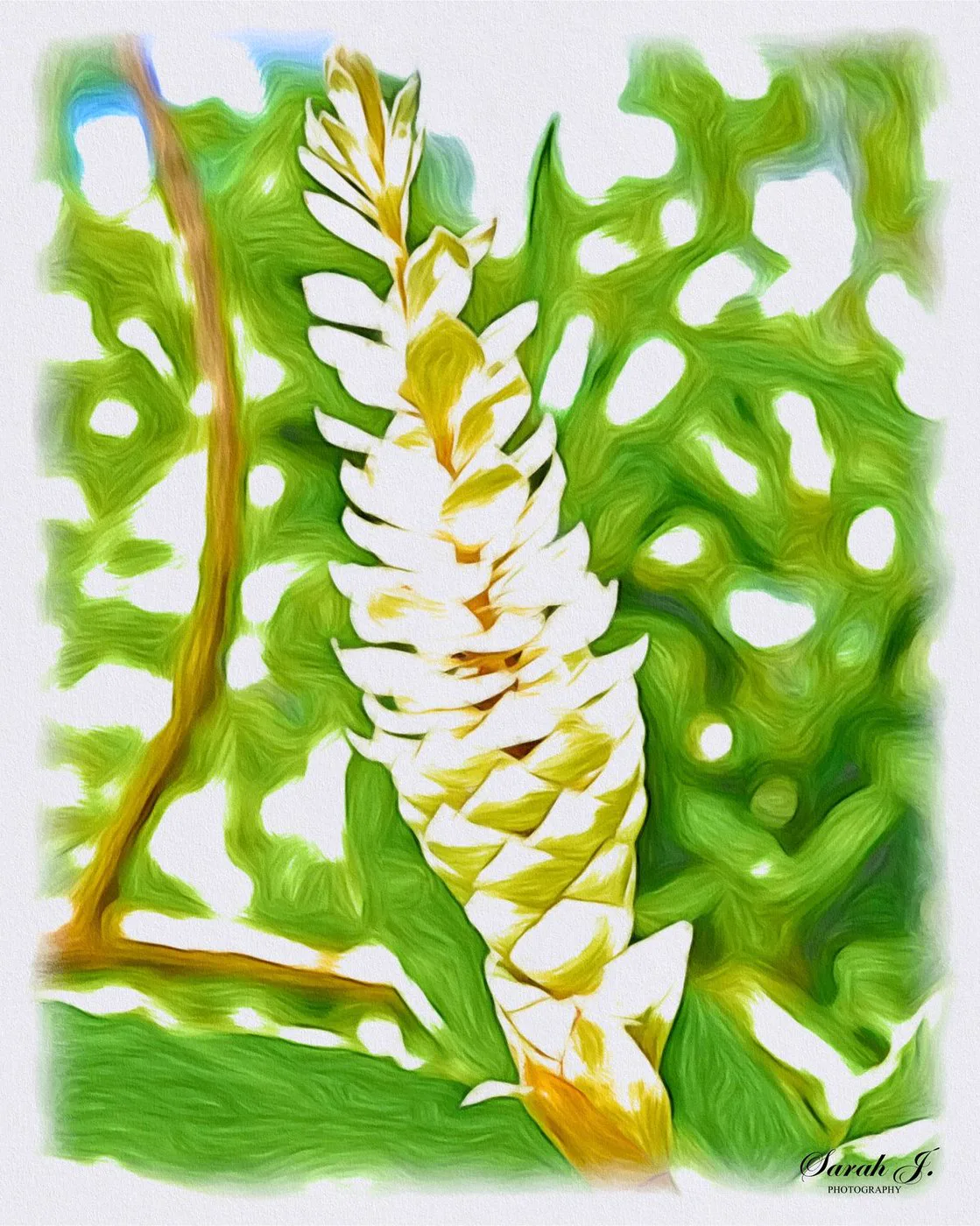 Alpinia, après