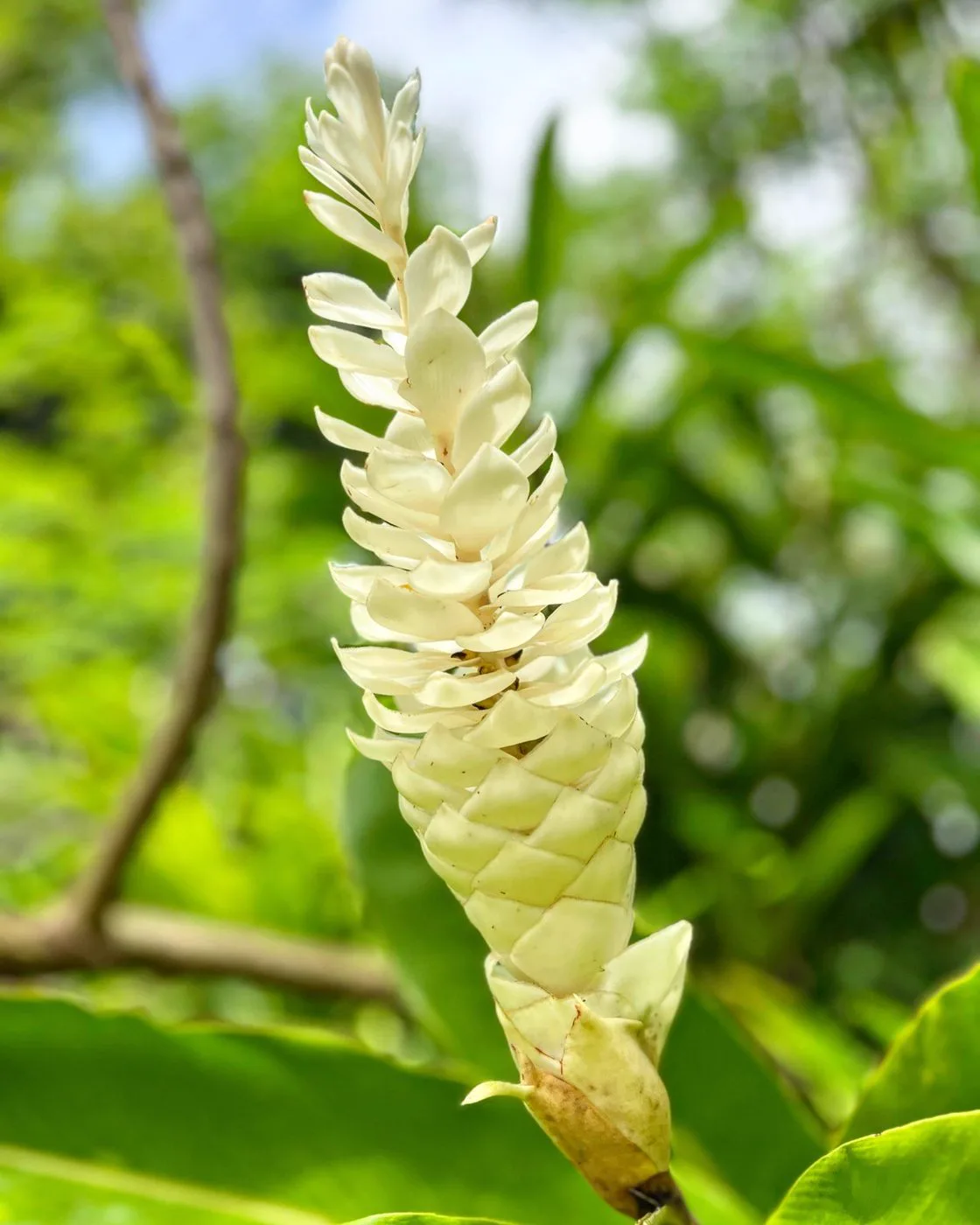 Alpinia, avant